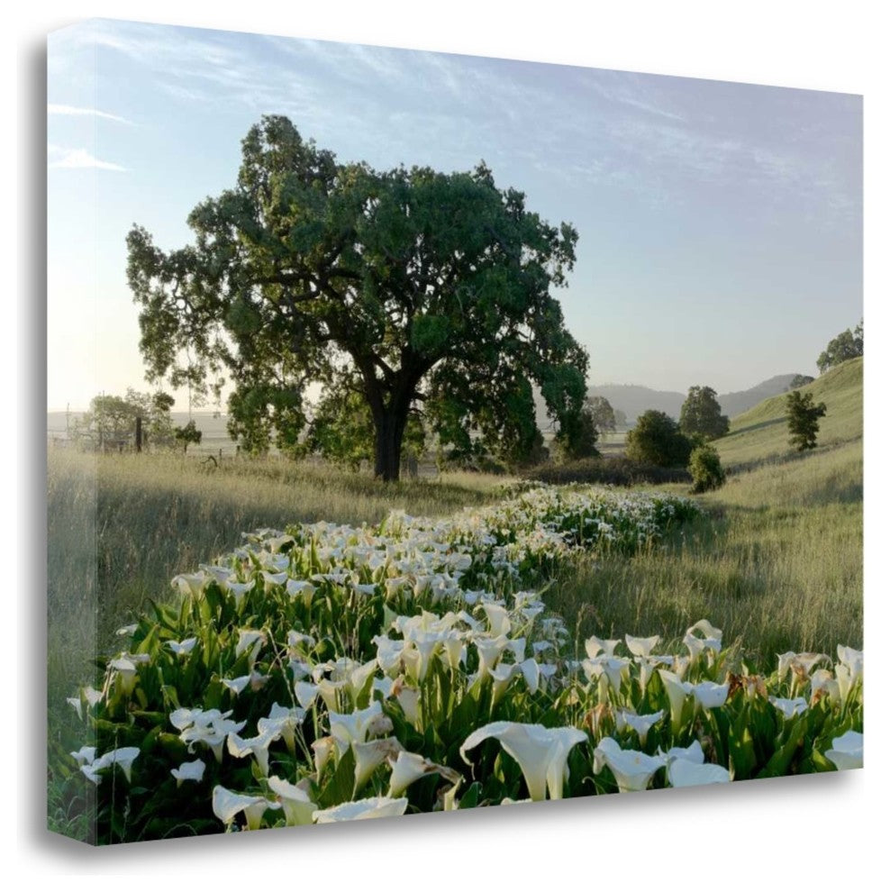 "Oak Tree - 89" By Alan Blaustein, Giclee Print on Gallery Wrap Canvas