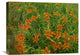 "Orange Daylily Growing In Meadow, North America" Artwork, 24" x 18"