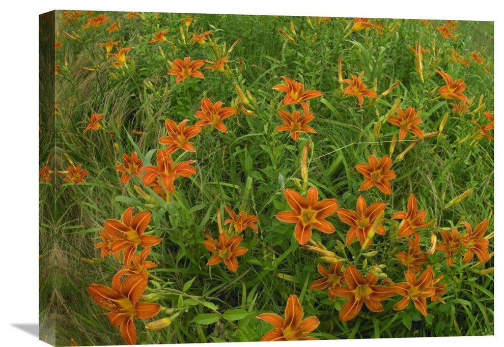 "Orange Daylily Growing In Meadow, North America" Artwork, 24" x 18"
