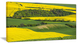 Rapeseed Fields and Green Wheat, Landscape Canvas Art Print, 32"x16"