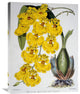 "Oncidium Varicosum Var. Rogers II" Canvas Giclee by Samuel Jennings, 23"x30"
