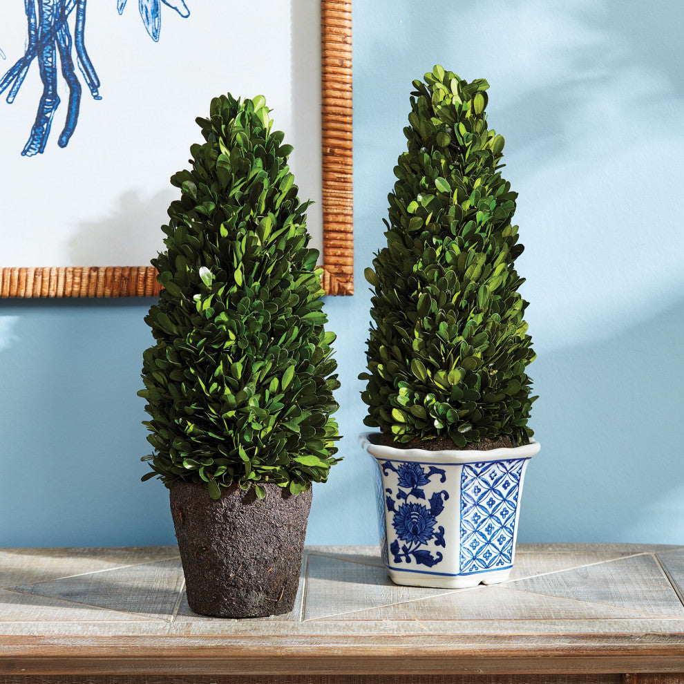 Boxwood Cone Topiary Drop-In, 16"