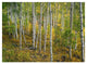 "Aspen forest, Colorado" Digital Paper Print by Tim Fitzharris, 18"x14"