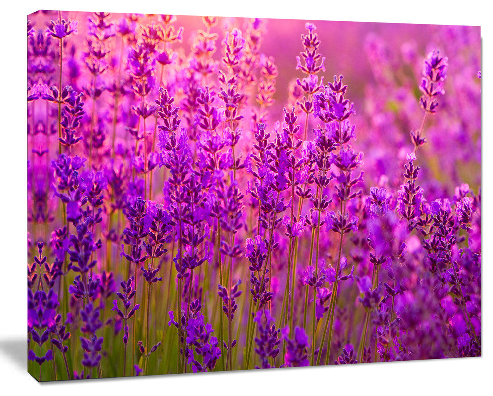 Bright Purple Lavender Field Tihany, Floral Canvas Art Print, 20"x12"