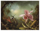 "Orchid With Two Hummingbirds" Paper Print by Martin Johnson Heade, 18"x14"