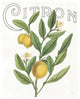 "Classic Citrus V" Digital Paper Print by Sue Schlabach, 30"x37"