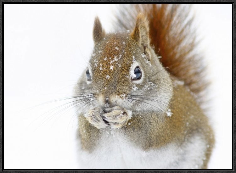 "Christmas Squirrel" Framed Canvas Giclee by Mircea Costina, 25x19"
