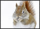 "Christmas Squirrel" Framed Canvas Giclee by Mircea Costina, 25x19"