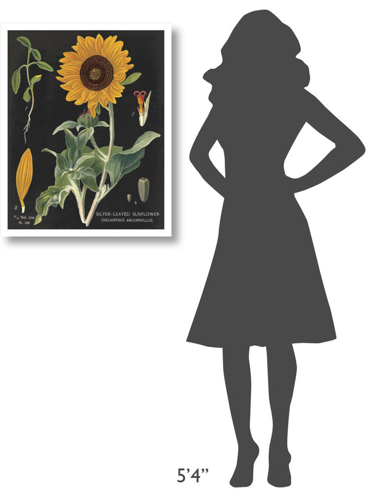 "Sunflower Chart" Digital Paper Print by Sue Schlabach, 24"x30"