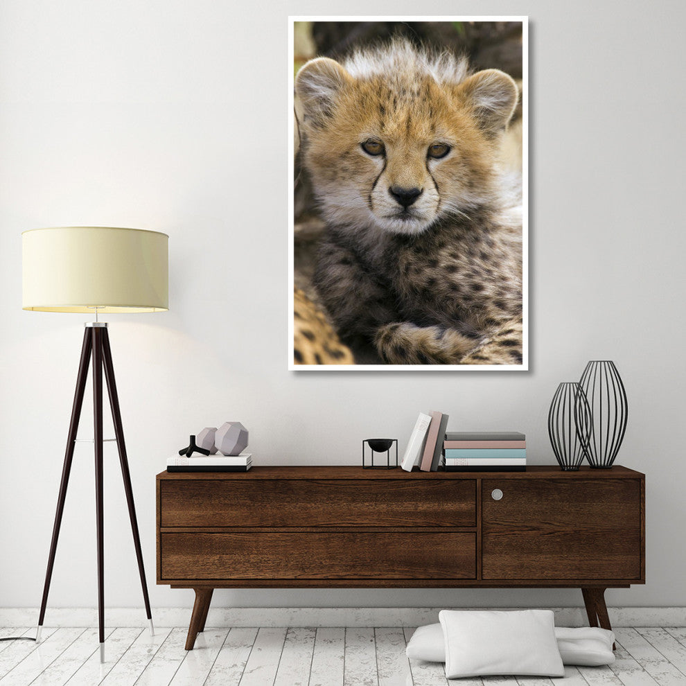 "Cheetah 10-12 week old cub portrait, Maasai Mara Reserve" Paper Art, 42"x62"
