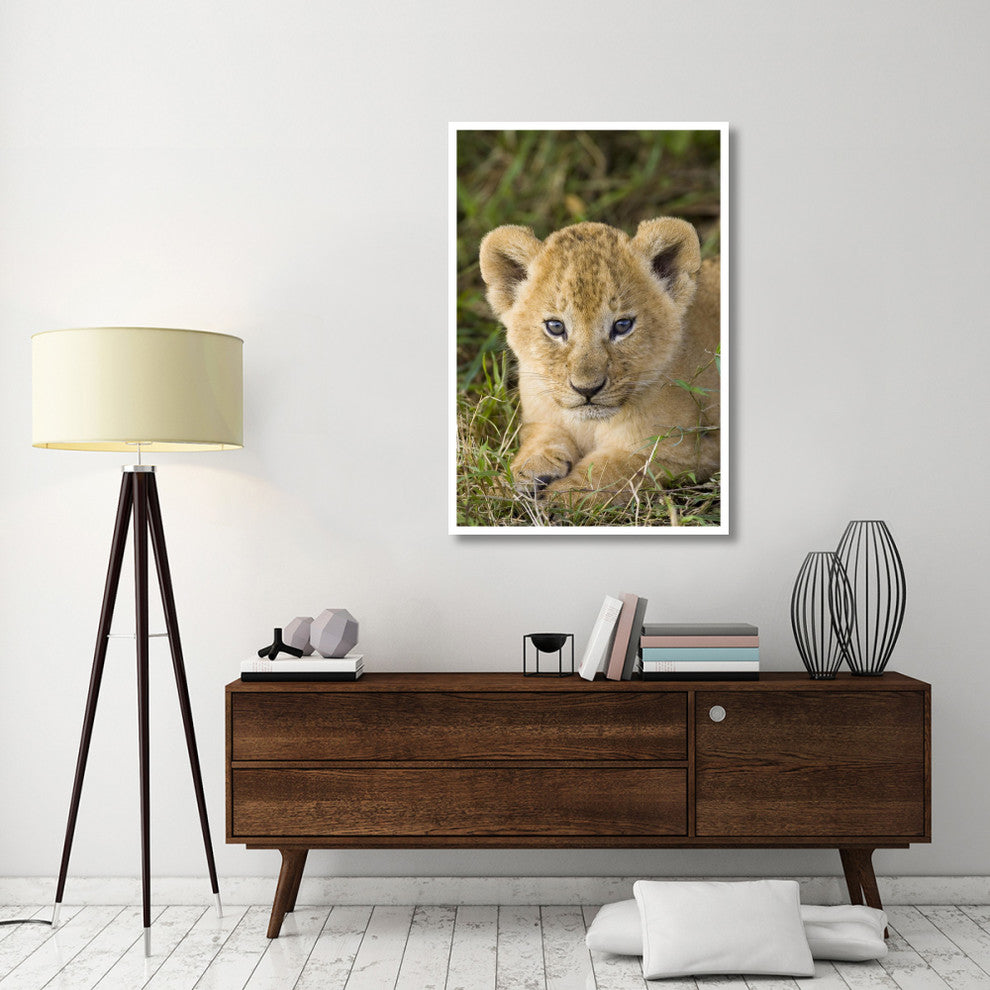 "African Lion 5 week old cub, vulnerable, Masai Mara Reserve" Paper Art, 34"x50"