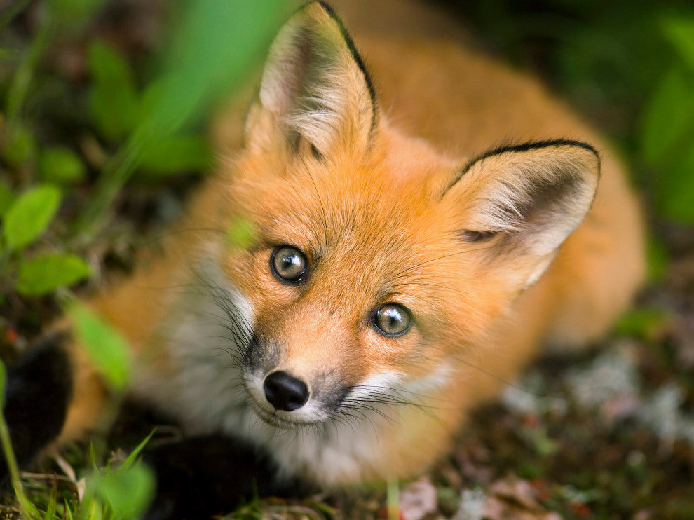 Young Red Fox Face Animal Wildlife Nature Photograph Canvas Wall Art Prints, 12" X 16"