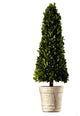 Serene Spaces Living Preserved Boxwood Cone Topiary in a Pot, 31.5" H & 9" D