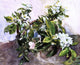 John La Farge Apple Blossoms, 20"x25" Wall Decal Print