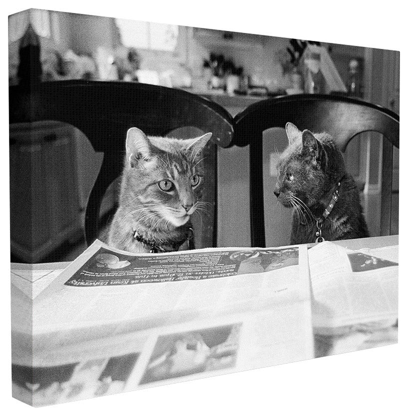 Black And White Cats Gossiping Before Dinner Photograph Canvas, 30"x40"