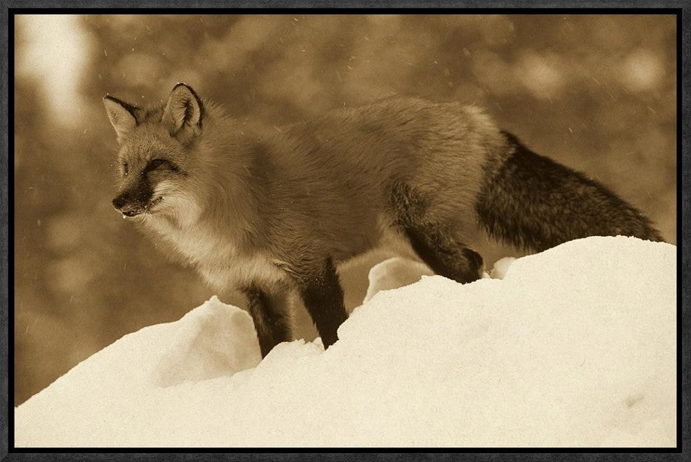 Red Fox Standing At The Top Of A Snow Bank, Montana, Sepia, 18"x12"