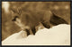 Red Fox Standing At The Top Of A Snow Bank, Montana, Sepia, 18"x12"