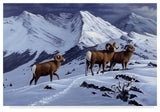 Wilhelm Goebel 'High Country Rams' Canvas Art, 24"x16"