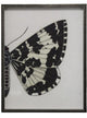 Split Black And White Butterfly, Pewter Shadowbox, Left, Right