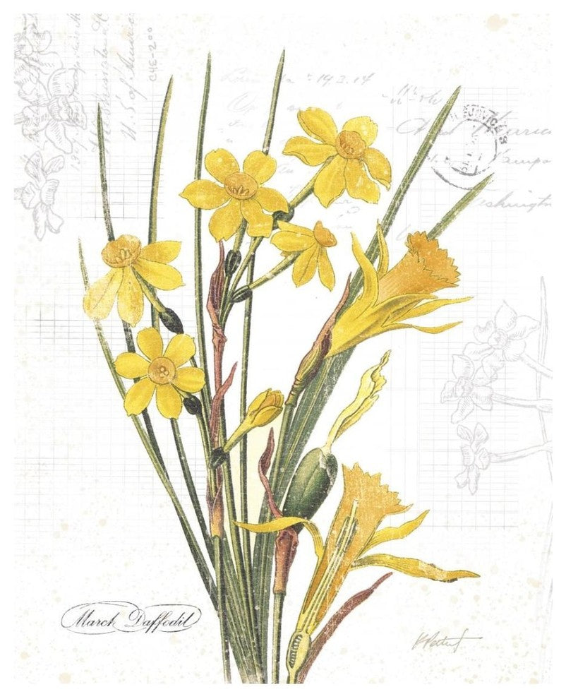 "March Daffodil on White" Digital Paper Print by Katie Pertiet, 22"x26"