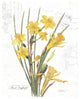 "March Daffodil on White" Digital Paper Print by Katie Pertiet, 22"x26"