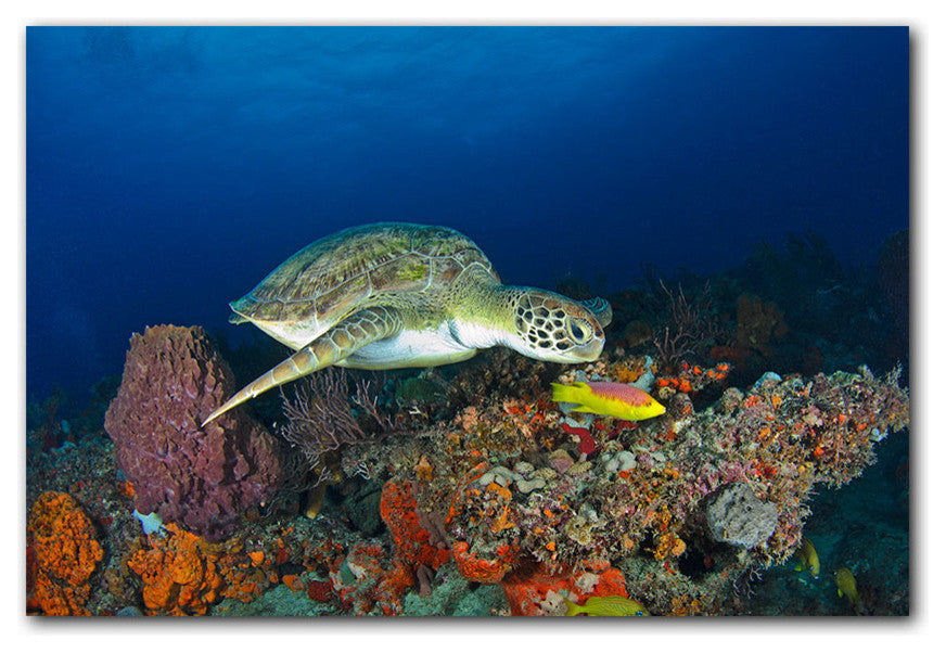 Ready2hangart Christopher Doherty Photography 'Turtle' Canvas Wall Art