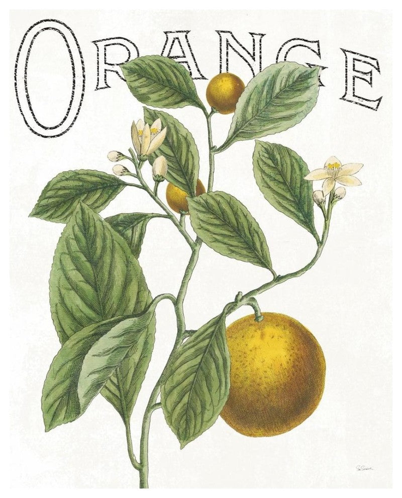 "Classic Citrus VI" Digital Paper Print by Sue Schlabach, 24"x30"
