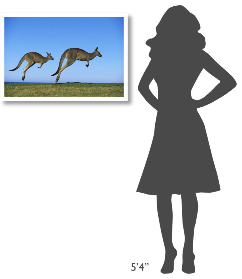 "Eastern Grey Kangaroo adults hopping, Murramarang NP" Paper Art, 32"x22"