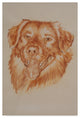 "Golden Retriever" by Barbara Keith, Canvas Art