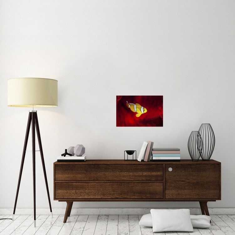 "Clownfish" Stretched Canvas Giclee by Barathieu Gabriel, 24"x16"