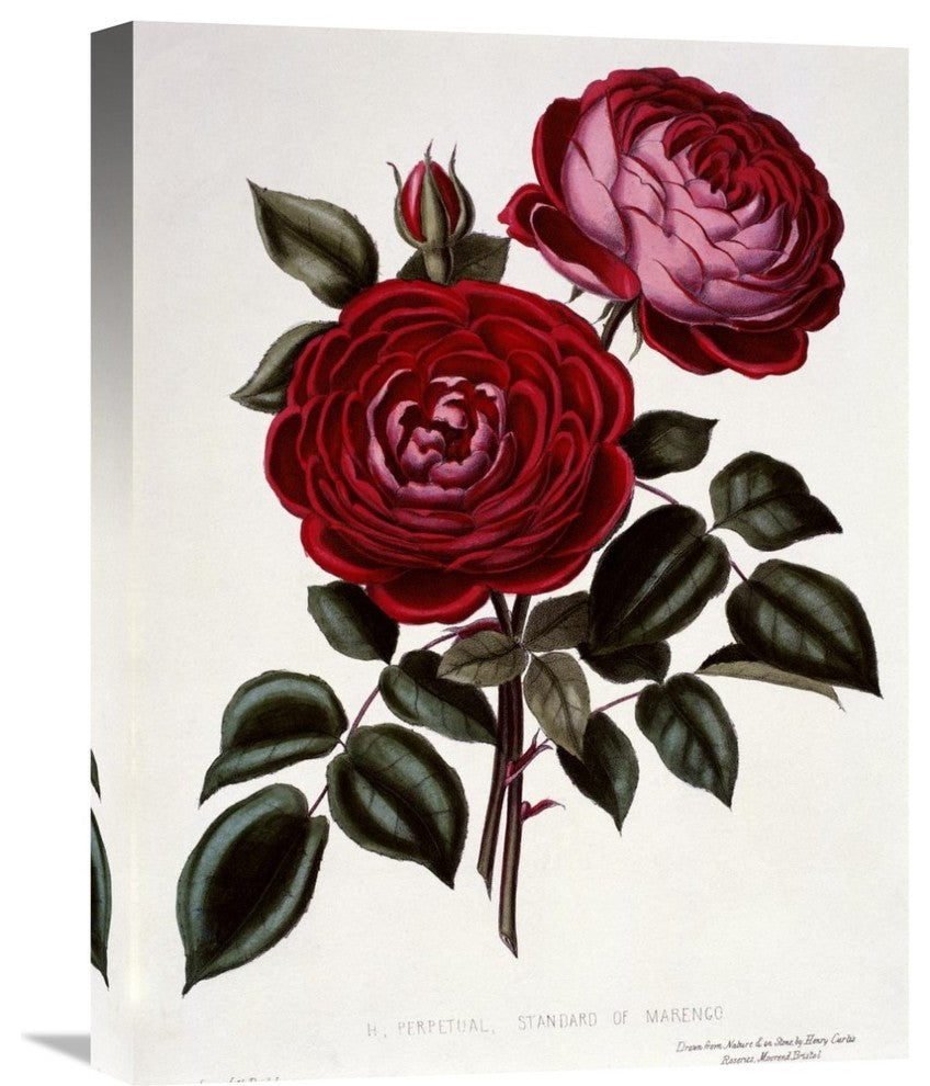 "H Perpetual, Standard of Marengo" Canvas Giclee by Henry Curtis, 17"x22"