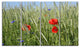 Rural Landscape with Red Poppies, Large Landscape Canvas Art, 48"x28", 4 Panels