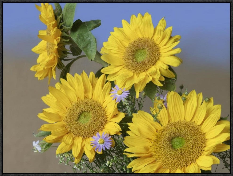 "Common Sunflower and Asters, North America"  by Tim Fitzharris, 33x25"