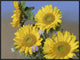 "Common Sunflower and Asters, North America"  by Tim Fitzharris, 33x25"