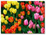 'MultiColored Tulips' Canvas Art by Kurt Shaffer