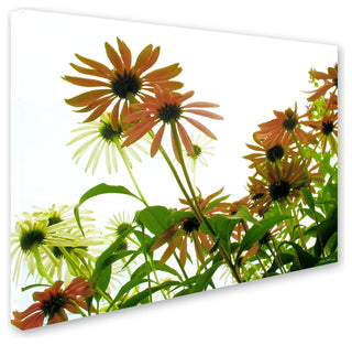 'Orange Coneflowers' Canvas Art by Kathie McCurdy
