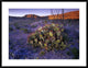 Opuntia In Chihuahuan Desert Landscape, Big Bend National Park, Texas, 38"x30"