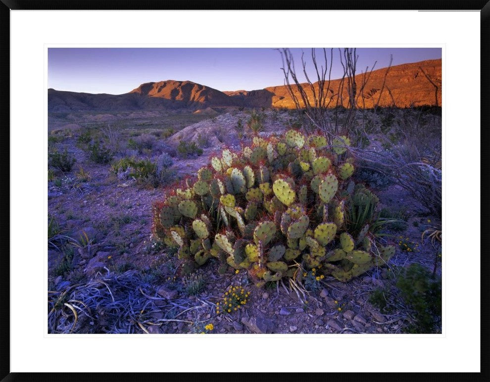 Opuntia In Chihuahuan Desert Landscape, Big Bend National Park, Texas, 38"x30"
