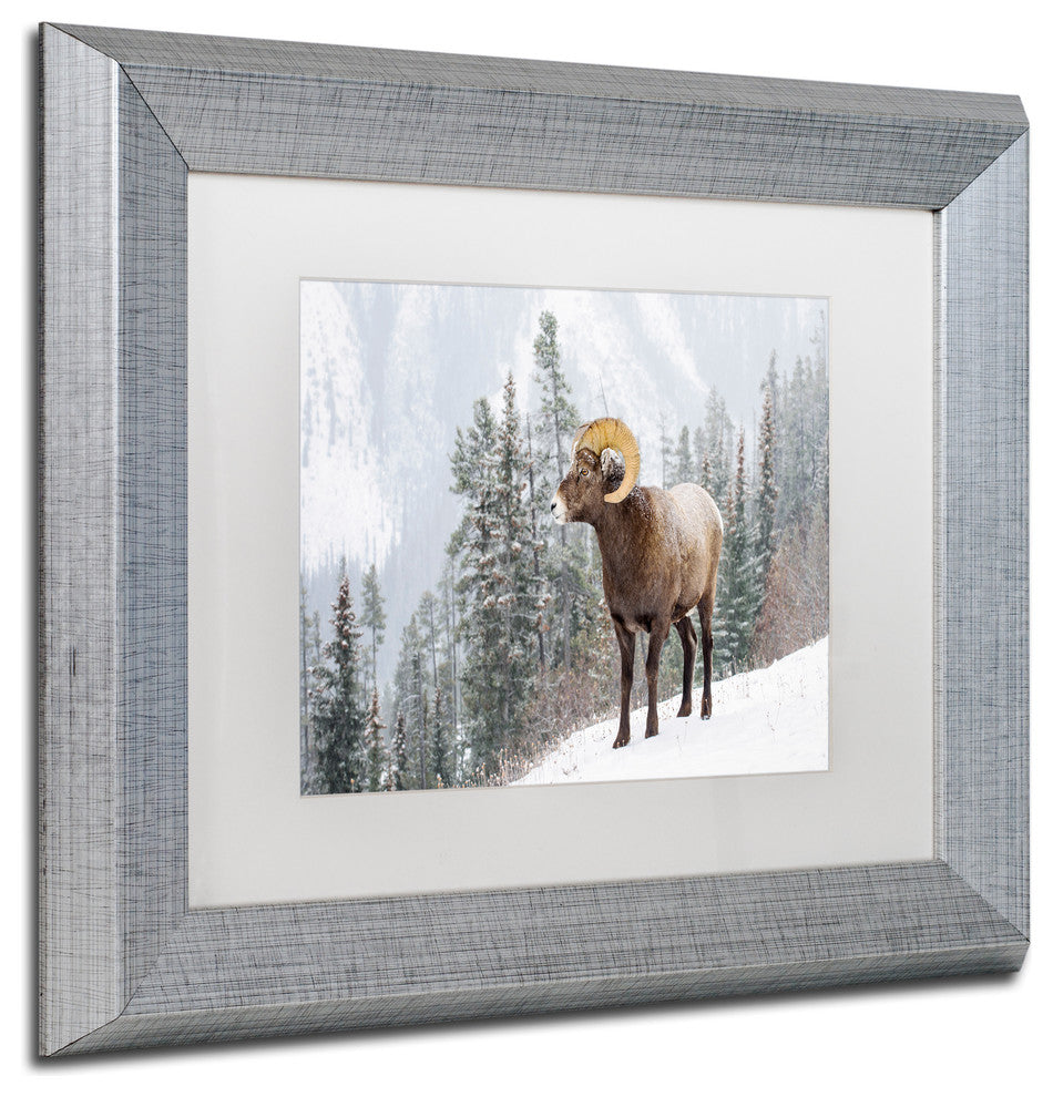 Michael Blanchette 'Bighorn in Snow' Art, Silver Frame, White Mat, 14x11