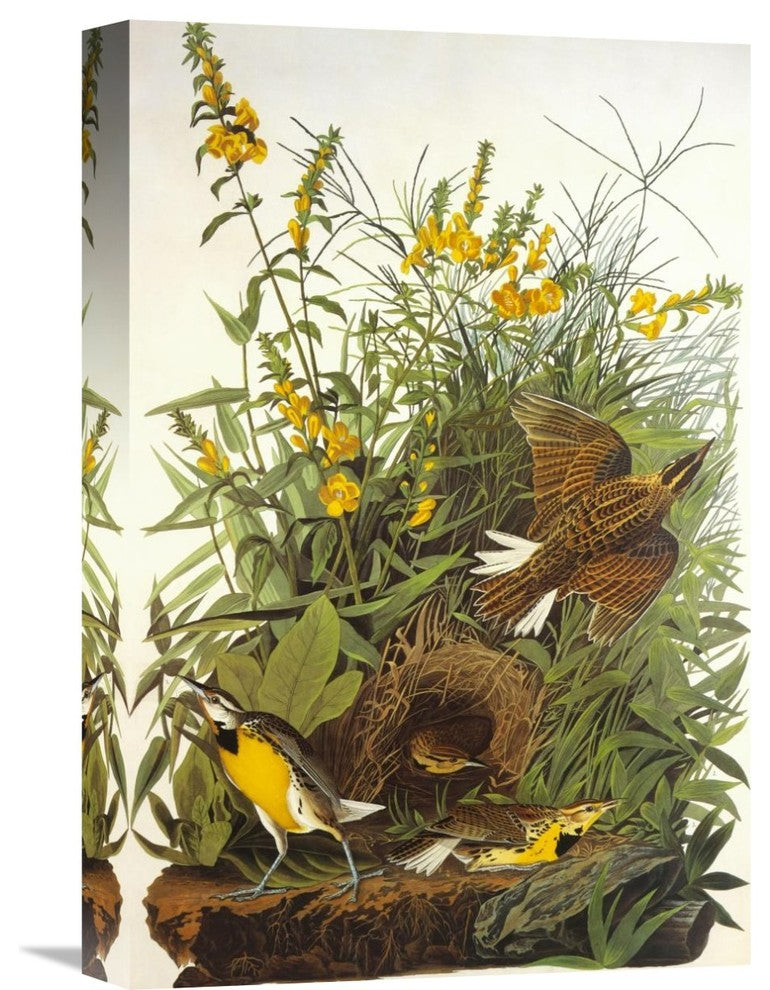 "Meadow Lark" Artwork, 12" x 18"