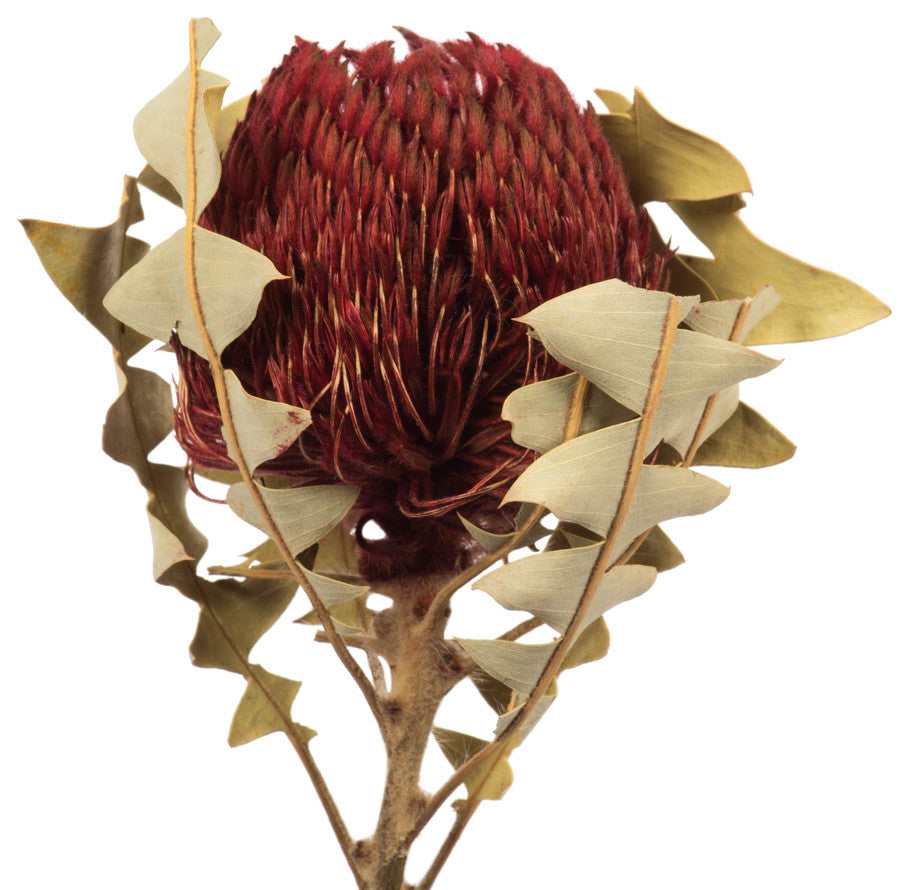 Vickerman 12" Natural Baxteri, Banksia Flower With Stem, Dried
