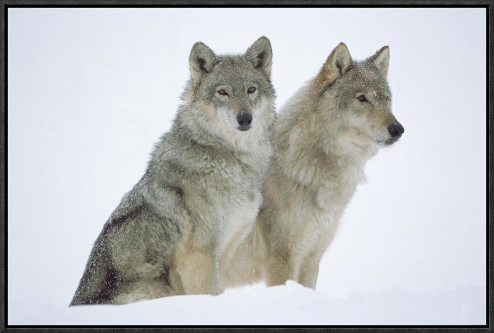 Timber Wolf Portrait Of Pair Sitting In Snow, North America, 24"x16"