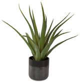 Tucson Aloe Planter