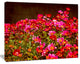 Small Red Flowers in Spring Photo, Large Floral Canvas Artwork, 20"x12"