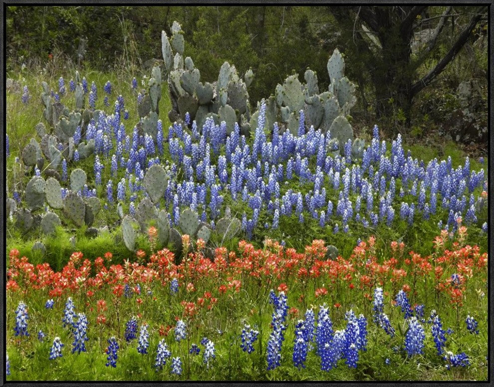 "Bluebonnet and Pricky Pear cactus, Texas"  by Tim Fitzharris, 33x25"
