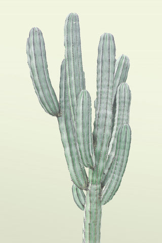 "Lone Cactus" Painting Print, Wrapped Canvas, 40"x60"