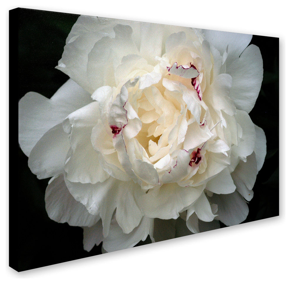 'Perfect Peony' Canvas Art by Kurt Shaffer