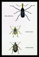 Beetles: Rhina Barbirostris, Curculio Cuvieru and C. Vittatus #1