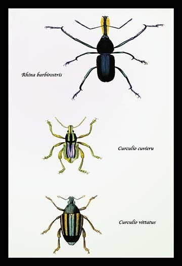 Beetles: Rhina Barbirostris, Curculio Cuvieru and C. Vittatus #1