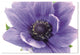 Acrylic Flowering Plant of Anemone Isolated On A White Background